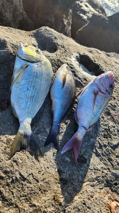 イサキの釣果