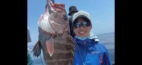 マハタの釣果