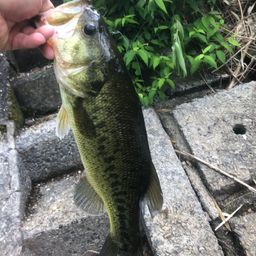 ブラックバス