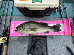 ラージマウスバスの釣果