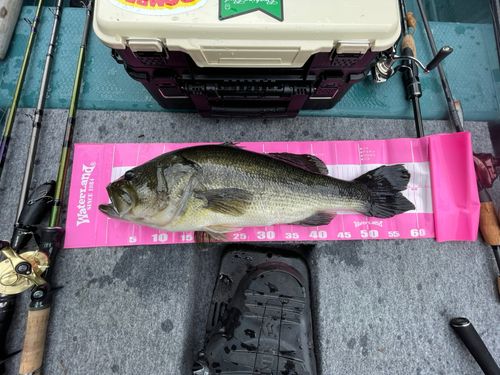 ラージマウスバスの釣果