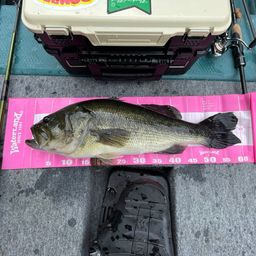 ラージマウスバス