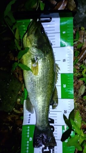 ブラックバスの釣果