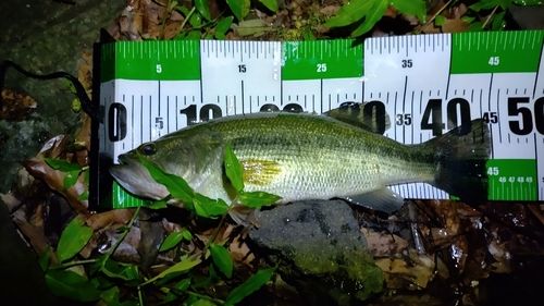 ブラックバスの釣果
