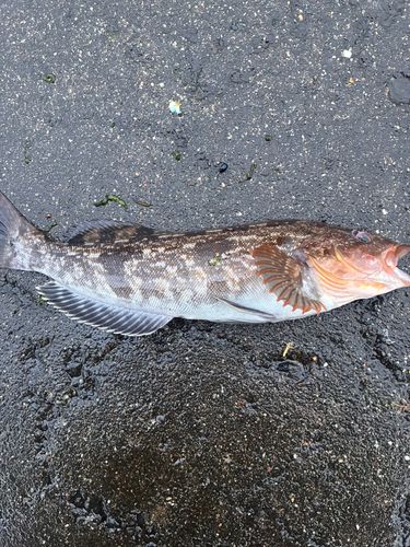 アイナメの釣果