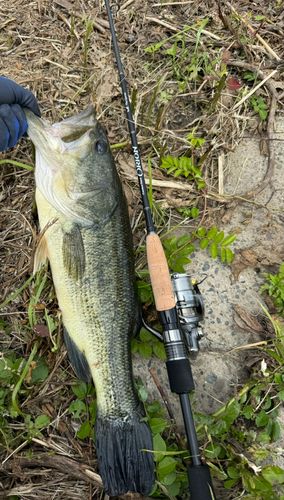 ブラックバスの釣果