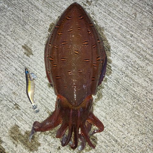 コウイカの釣果