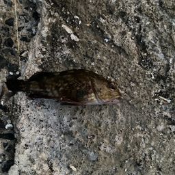 タケノコメバル