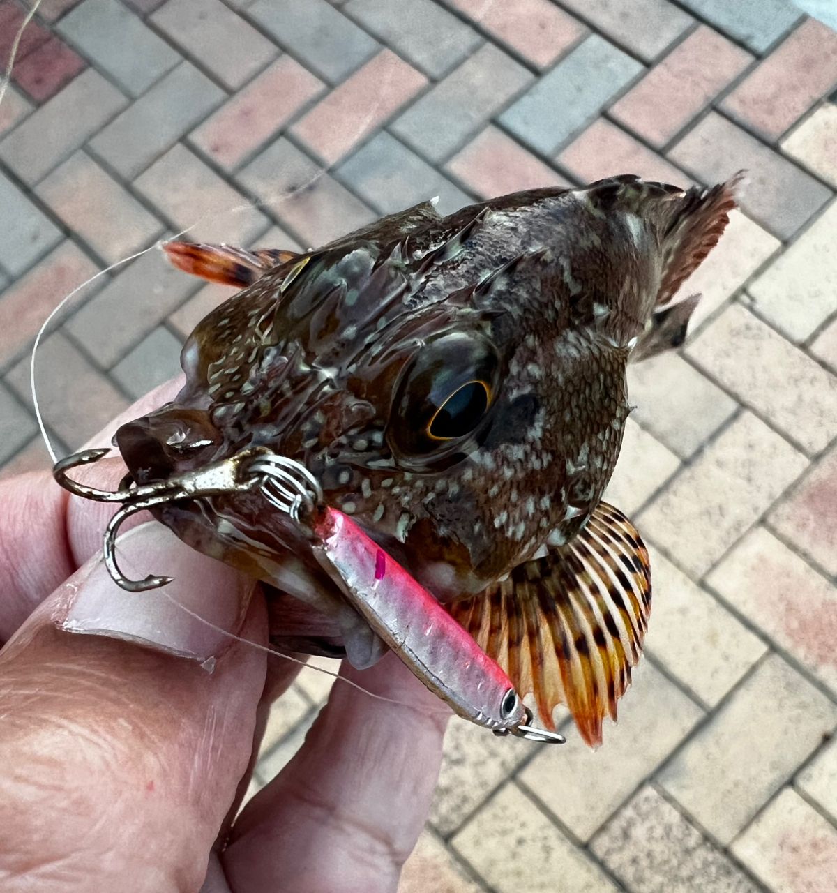 カサゴ