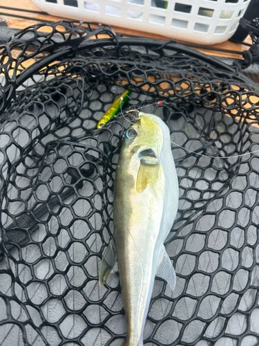 シロサバフグの釣果