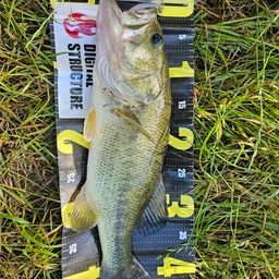 ラージマウスバス