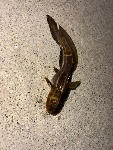 ゴンズイの釣果