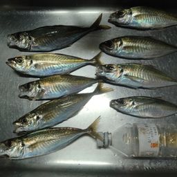 アジ