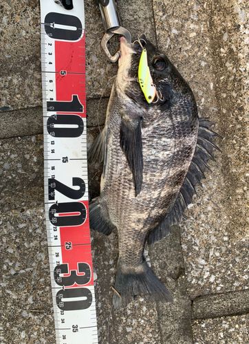 クロダイの釣果