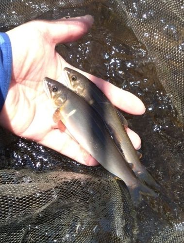 アユの釣果