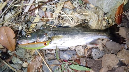 釣果
