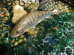アマゴの釣果