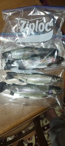 ニジマスの釣果