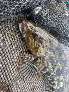 アイナメの釣果