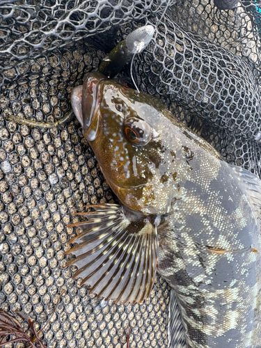 アイナメの釣果