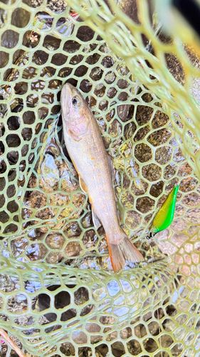 ヤマトイワナの釣果