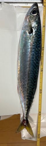 サバの釣果