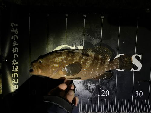 キジハタの釣果