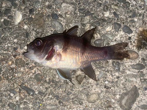 シロメバルの釣果