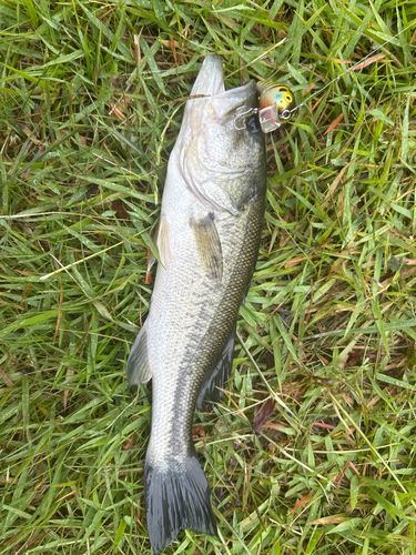 ラージマウスバスの釣果