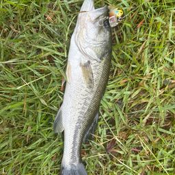 ラージマウスバス