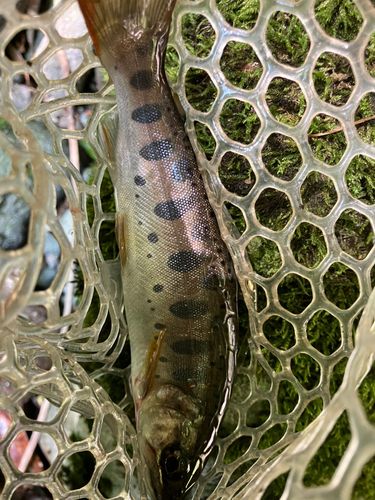 ヤマメの釣果