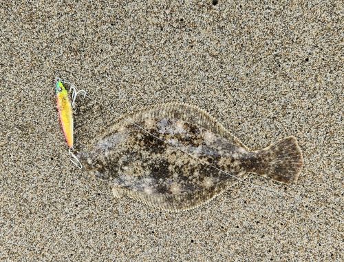 ソゲの釣果