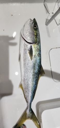 フクラギの釣果