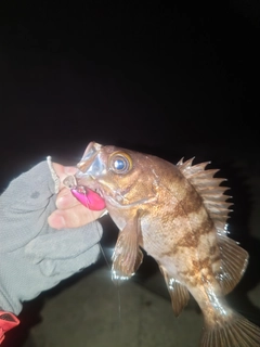 メバルの釣果