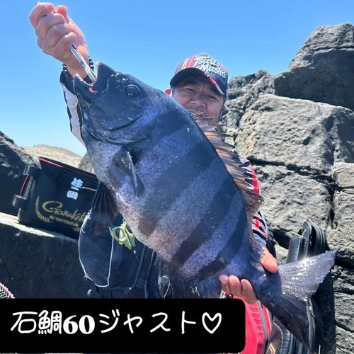イシダイの釣果