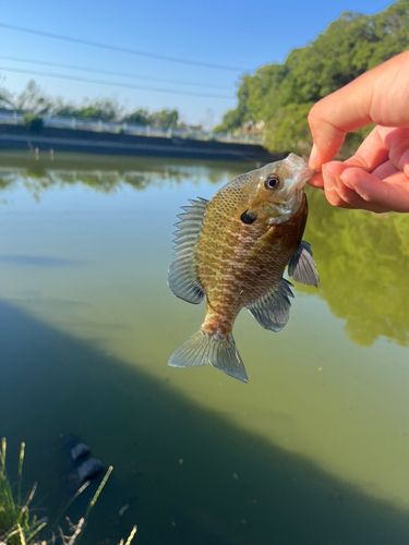 ブルーギルの釣果