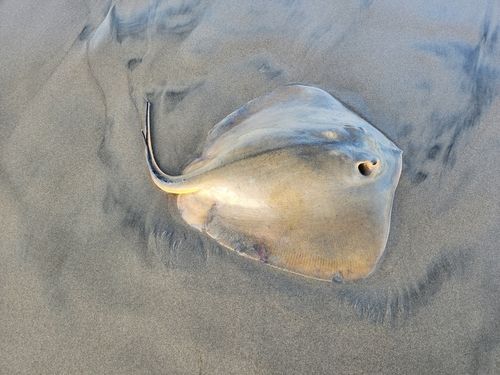 ソゲの釣果