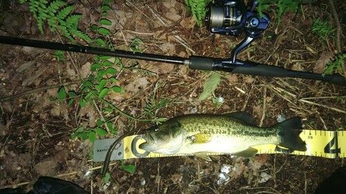 ラージマウスバスの釣果