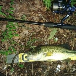 ラージマウスバス