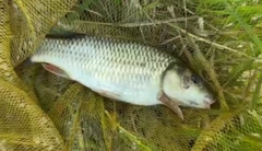 コイの釣果