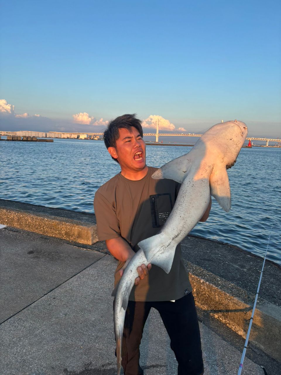 ドチザメ