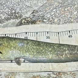 ナマズ