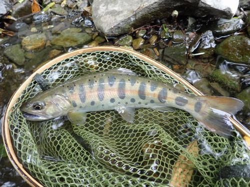ヤマメの釣果