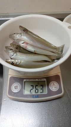 キスの釣果