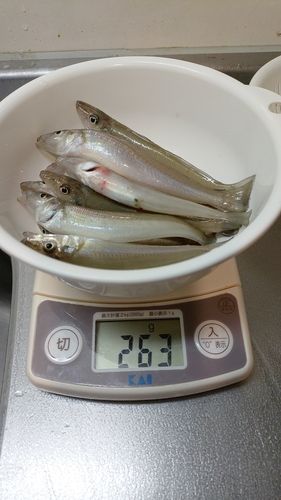 キスの釣果