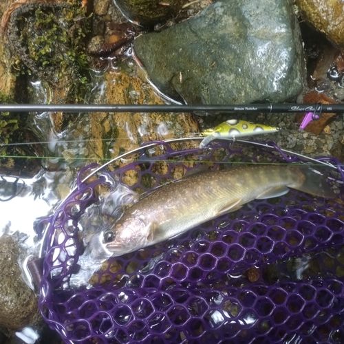 イワナの釣果