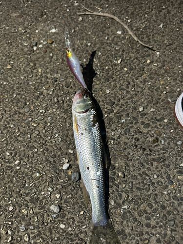 釣果