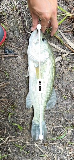 ブラックバスの釣果