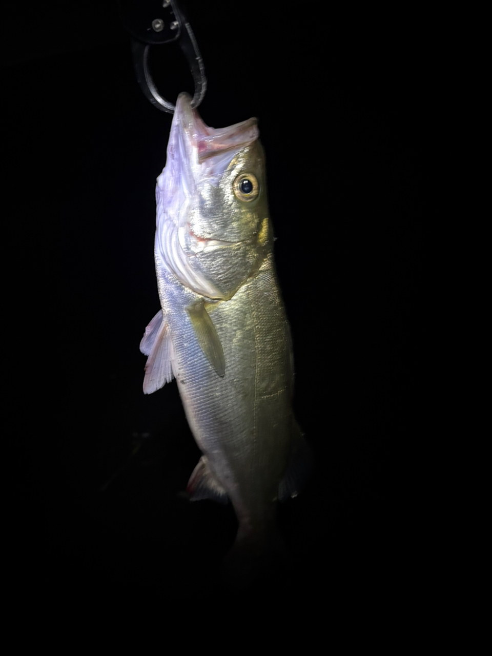 SHIMANO 20エクスセンスジェノス (ベイトキャスティングモデル