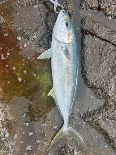 ヒラマサの釣果